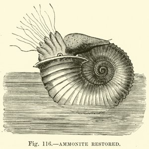 Ammoniet gerestaureerd