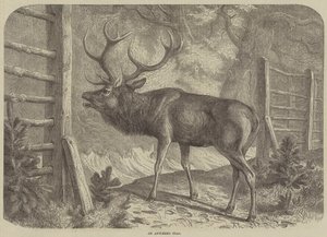 Een Geweihert (gravure) door English School