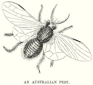 Een Australisch ongedierte (gravure) door English School