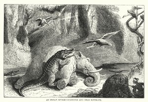 Een Indiase jungle, alligator en dode olifant (gravure)