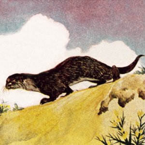 Een otter