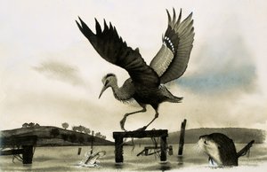 Een otter kijkt naar een reiger door English School