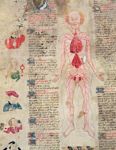 Anatomisch diagram, uit De arte phisicali e de cirugia door John Arderne, 1412