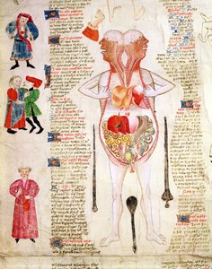 Anatomisch diagram, uit 