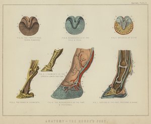 Anatomie, de hoef van het paard door English School
