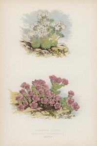 Androsace Villosa; Saxifraga Oppositifolia (kleur litho) door English School