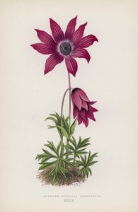 Anemone Stellata, Hortensis (kleur litho)