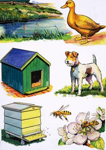 Dieren en hun huizen door English School