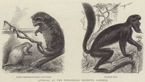 Dieren in de Tuinen van de Zoological Society (gravure)