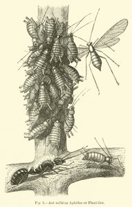 Mieren die Bladluizen of Plantluizen melken