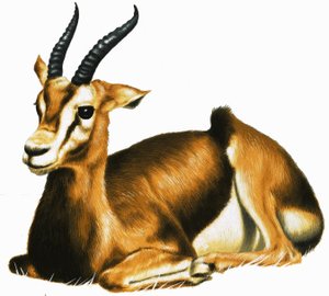 Antilope