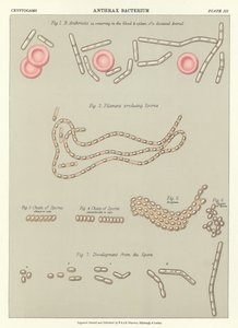 Antrax Bacterie