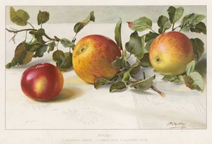 Appels