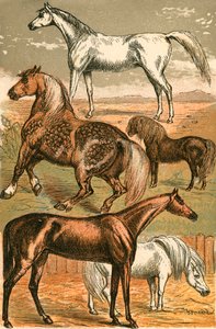 Arabisch Paard, Trekpaard, Renpaard, Shetland Pony en Pony