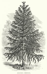 Araucaria Imbricata door English School