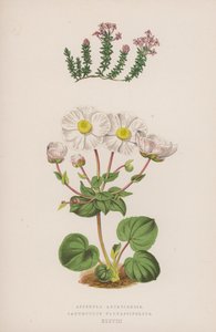 Asperula Arcadiensis; Ranunculus Parnassifolius door English School