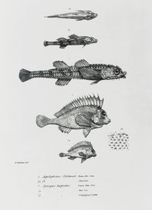 Aspidophorus Chiloensis en Agriopus Hispidus, plaat 7 uit 