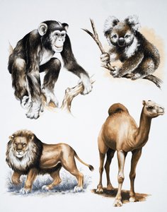 Diverse dieren