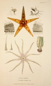 Asterias aurantiaca en Comatula carinata, handgekleurde gravure door English School