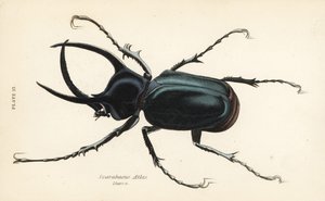 Atlaskever, Chalcosoma atlas (Scarabaeus atlas)