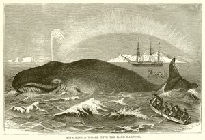 Aanval op een Walvis met de Handharpoen door English School