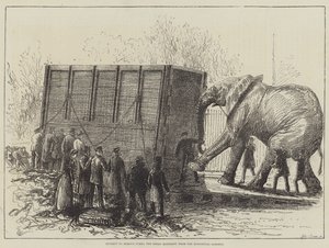 Poging om Jumbo, de grote olifant, uit de dierentuin te verwijderen door English School