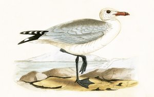 Audouins Meeuw, illustratie uit 