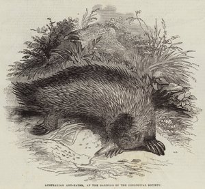 Australische Miereneter, in de Tuinen van de Zoological Society door English School