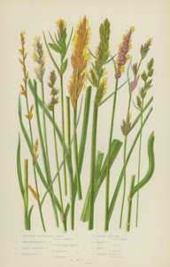 Okselgeclusterde Carex, Boenninghausen
