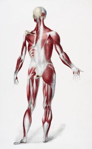 Achterkant van het mannelijke menselijk lichaam met spieren, pezen en botten, uit The Vessels of the Human Body, bewerkt door Jones Quain en William Wilson, gepubliceerd door Taylor en Watson, Londen in 1837