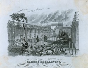 Bakers Fazanterie, Chelsea