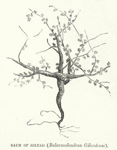 Balsem van Gilead, Balsamodendron Gileadense (gravure) door English School