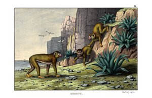 Berberaap