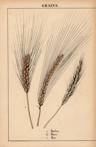 Gerst, bere en raaigras, uit "The Instructive Picturebook, or Lessons from the Vegetable World," [Charlotte Mary Yonge], Edinburgh