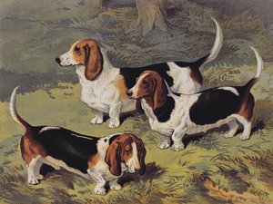 Basset Honden, 1890