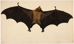 Vleermuis, uit de Francis Buchanan Collectie, c.1804 (aquarel & gouache op papier) door English School