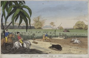 Suikerriet slaan voor een varken (gekleurde gravure)