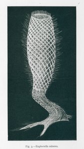 Schoonheden van de natuur: Euplectella Suberea (litho) door English School