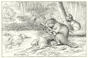 Bever