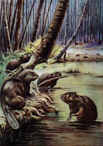 Beveren die een dam bouwen in een rivier
