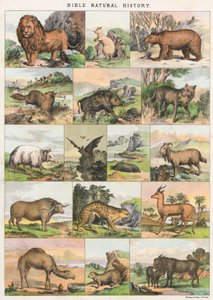 Bijbelse Natuurlijke Geschiedenis door English School