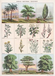 Bijbelse natuurgeschiedenis