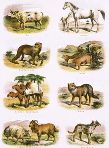 Bijbelse natuurlijke historie door English School