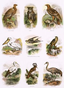 Bijbelse natuurlijke historie