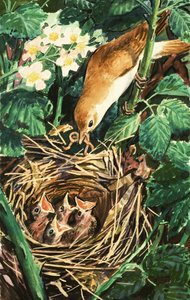 Vogel voedt kuikens in nest