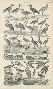 Vogels (gravure) door English School