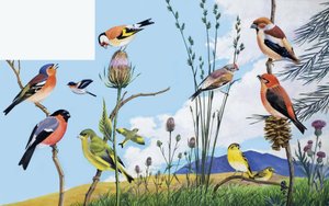 Vogels