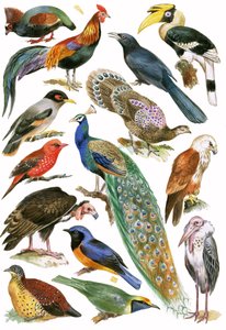 Vogels door English School