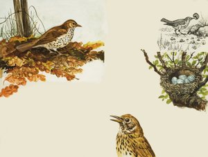 Vogels en Vogelnest