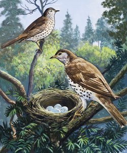 Vogels en Nest door English School